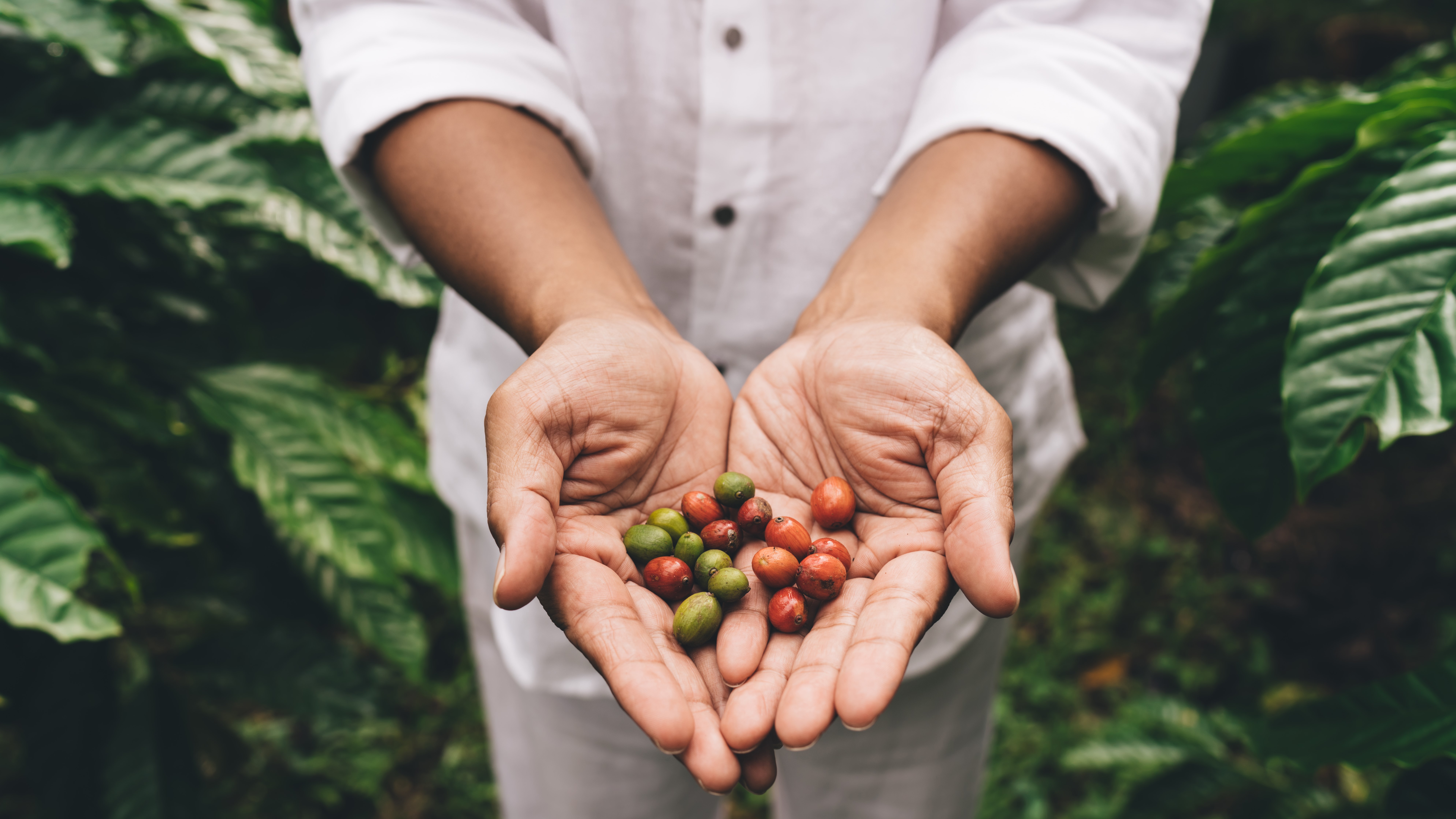 Sustainability & resilience of the coffee global value chain: towards a global investment vehicle