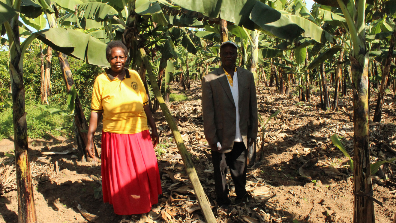 Building climate change resilience of banana farmers in Western Uganda