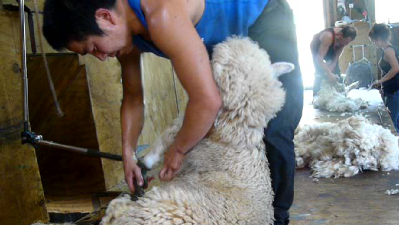 Moodle - Sheep Wool Preparation