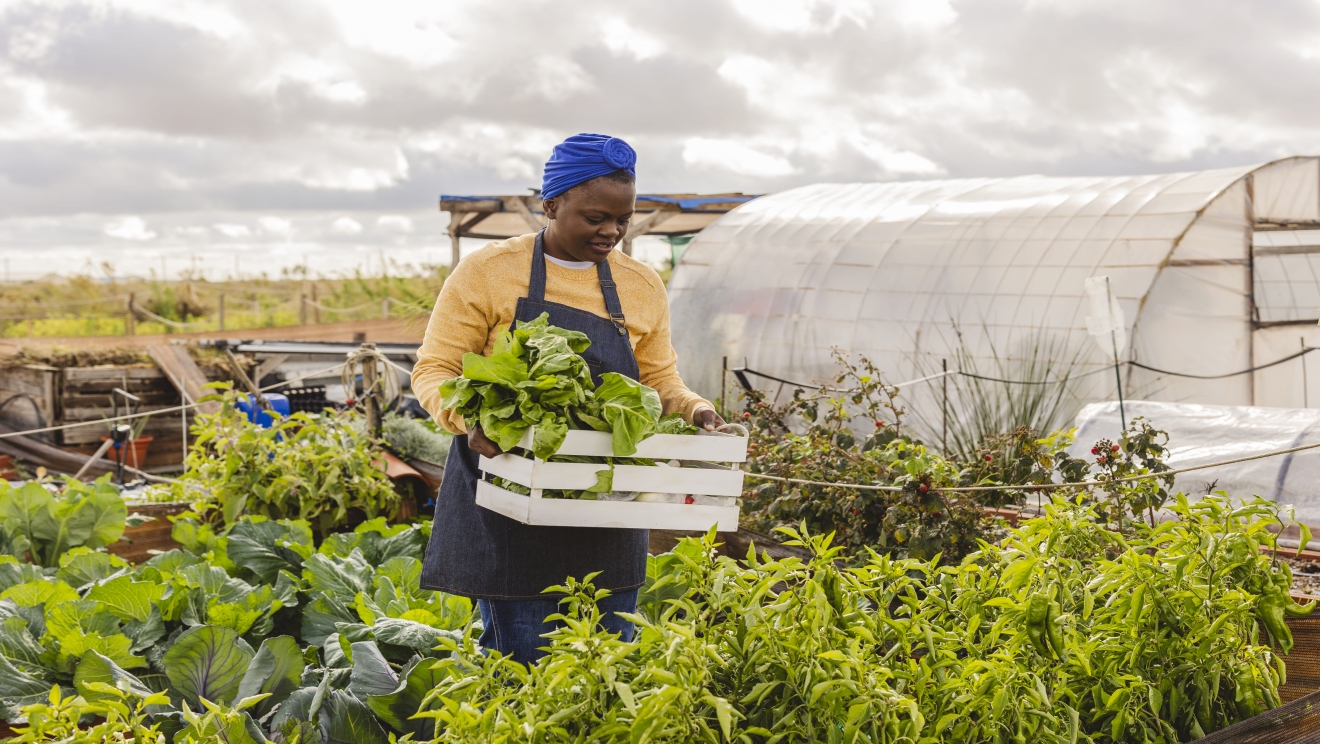 Resilience for Peace & Stability, Food and Water Security Innovation Grant Program