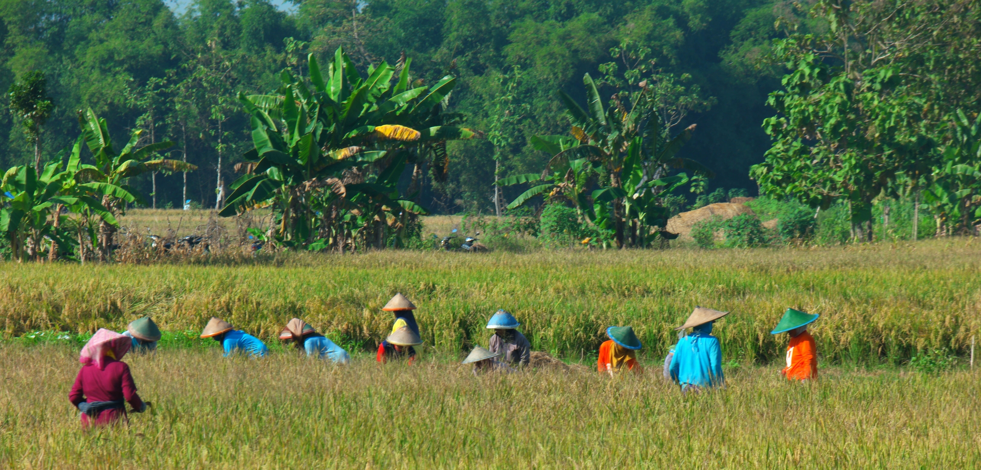 Public-Private Blended Finance Facility for Climate-Resilient Rice Landscapes