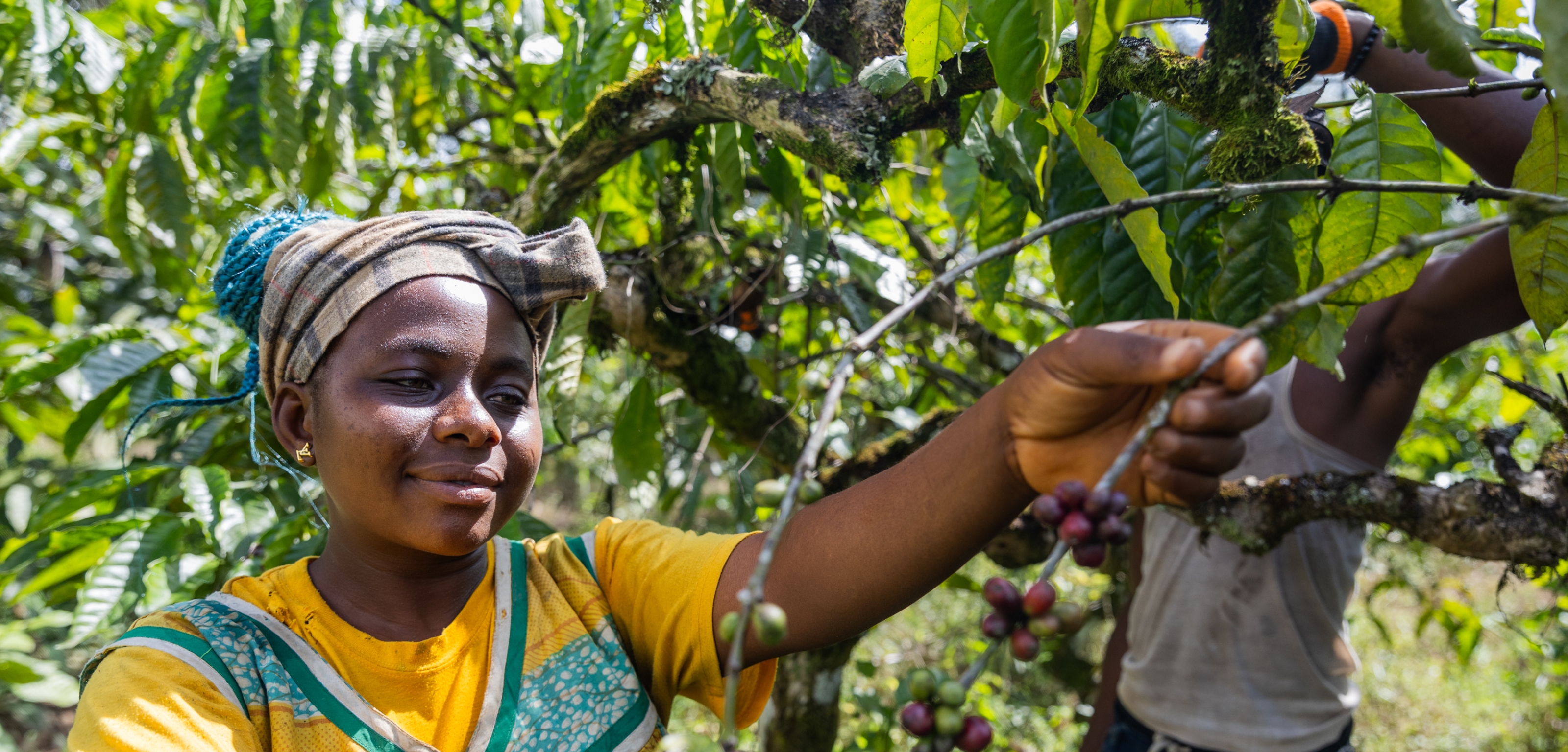 Reviving high quality coffee to stimulate climate adaptation in smallholder farming communities banner